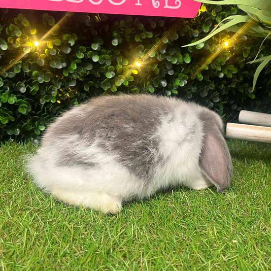 Holland Lop
