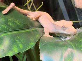 Crested Gecko