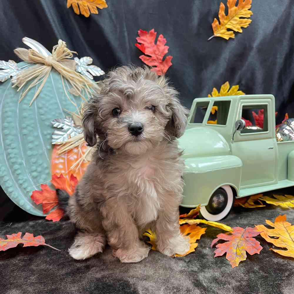 carousel pet images