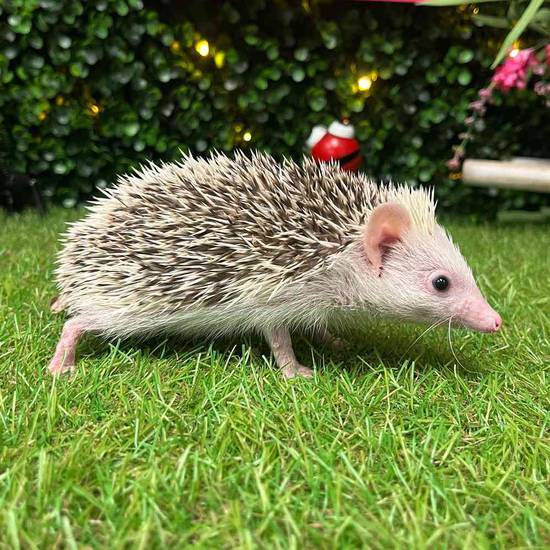 Hedgehog