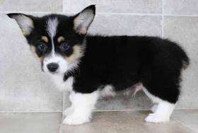 Pembroke Welsh Corgi
