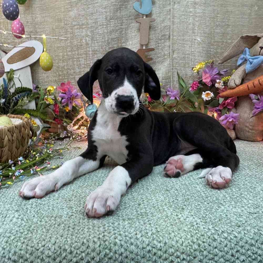 carousel pet images