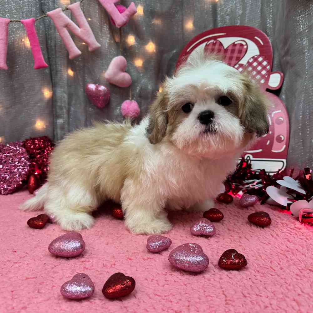 carousel pet images