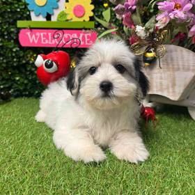 Havanese