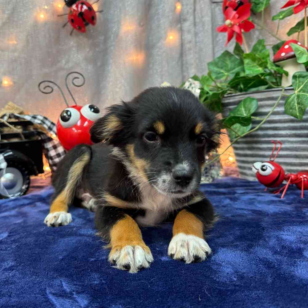 carousel pet images
