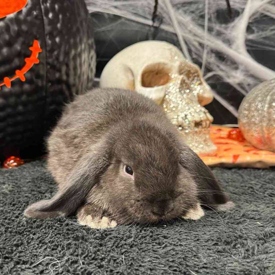 Holland Lop