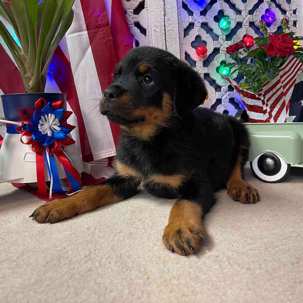 carousel pet images
