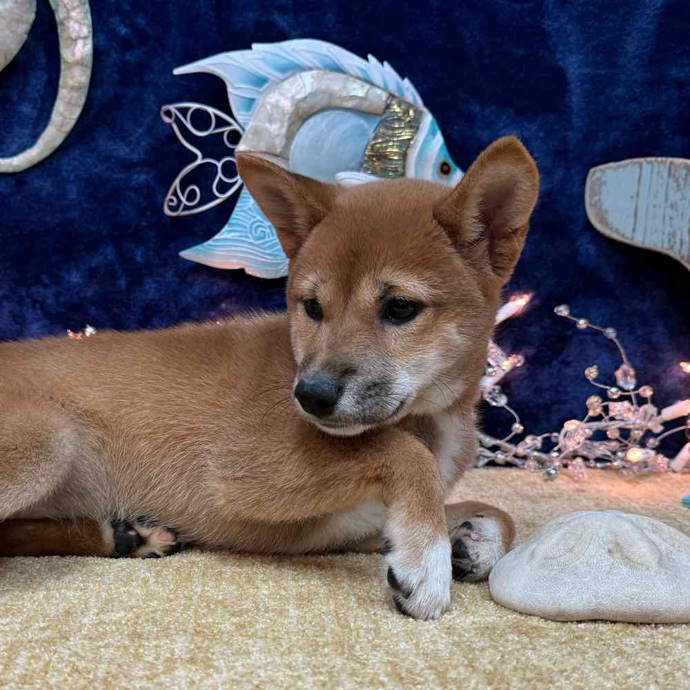carousel pet images