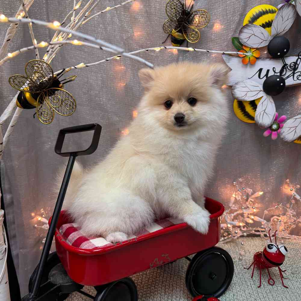 carousel pet images