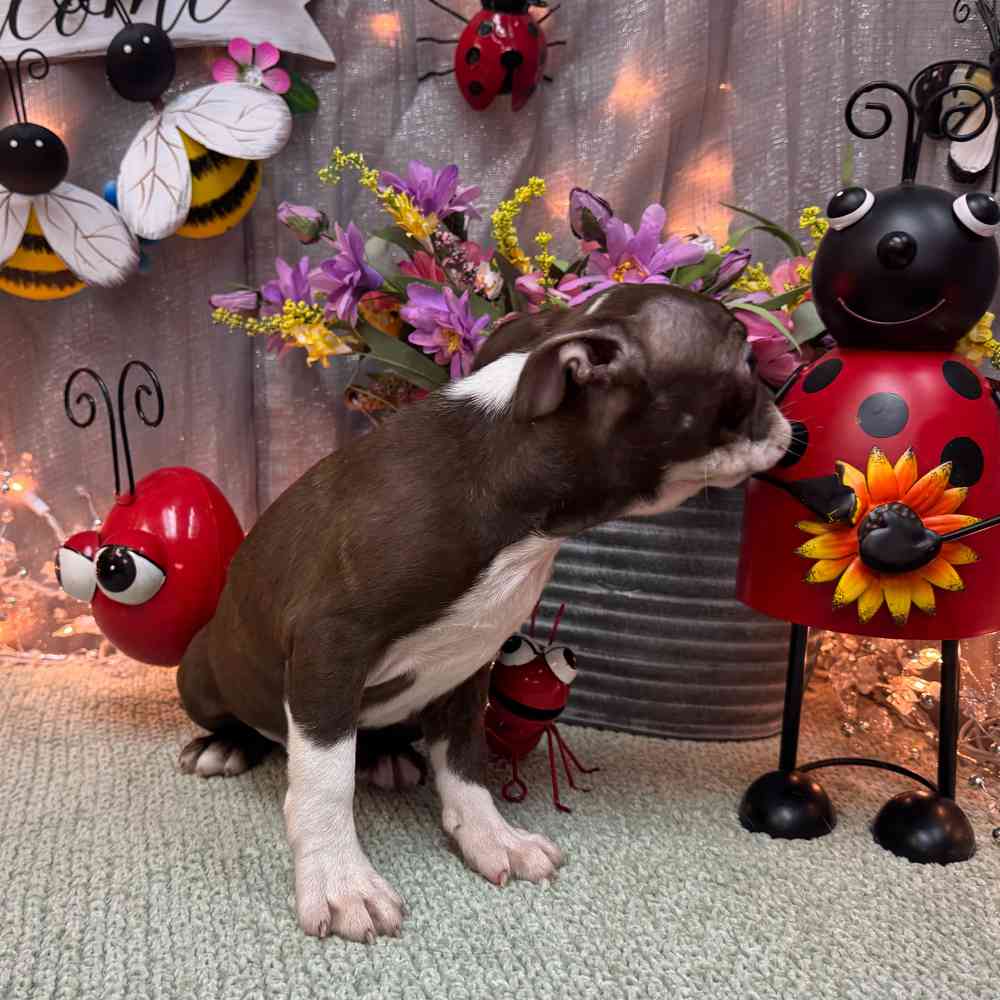 carousel pet images
