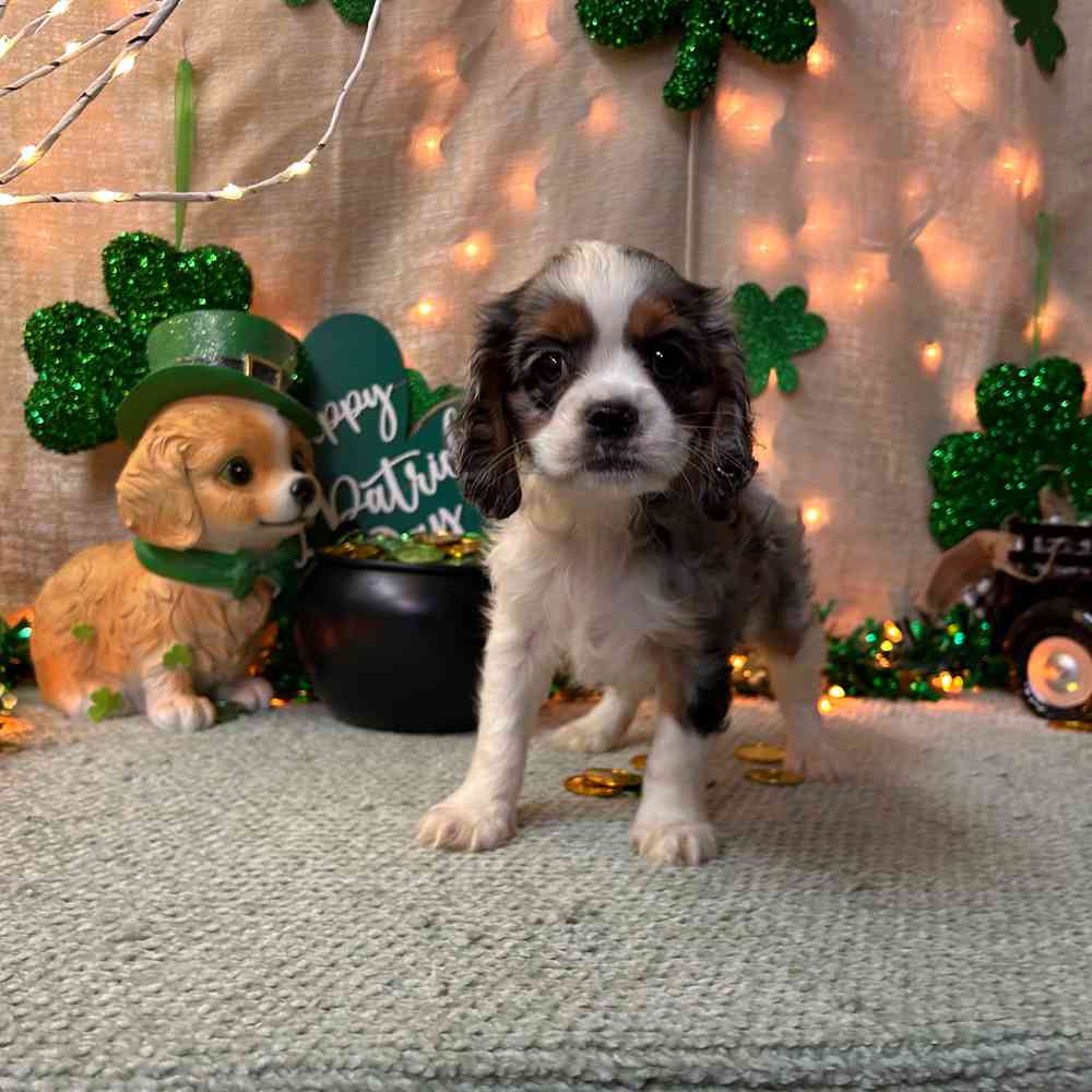 carousel pet images