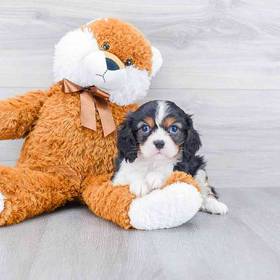 Cavalier King Charles Spaniel
