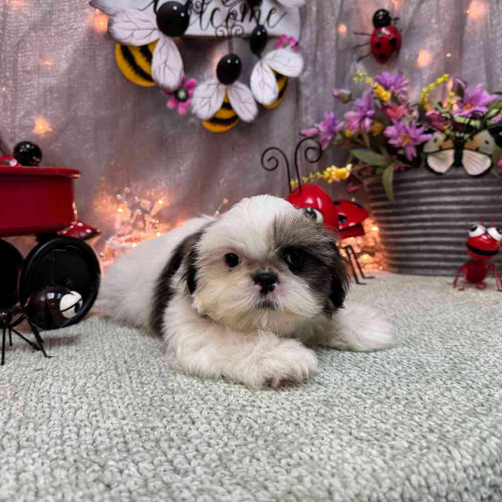 carousel pet images