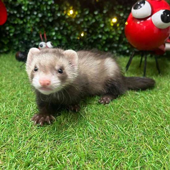 Ferret