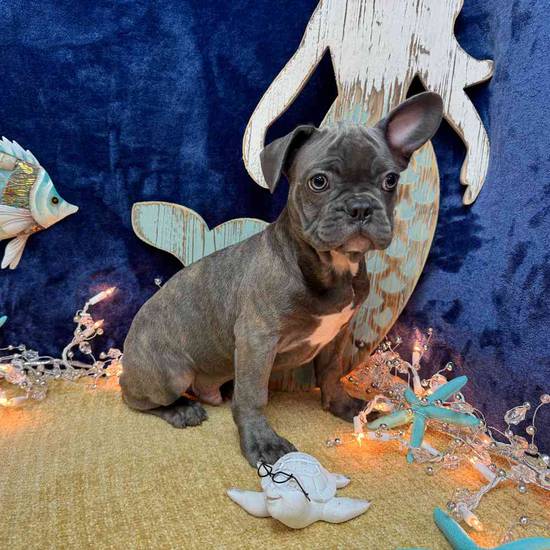 Diesel