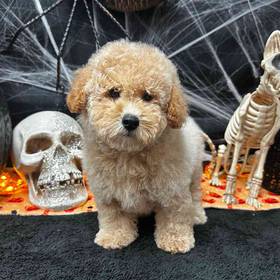 Miniature Goldendoodle