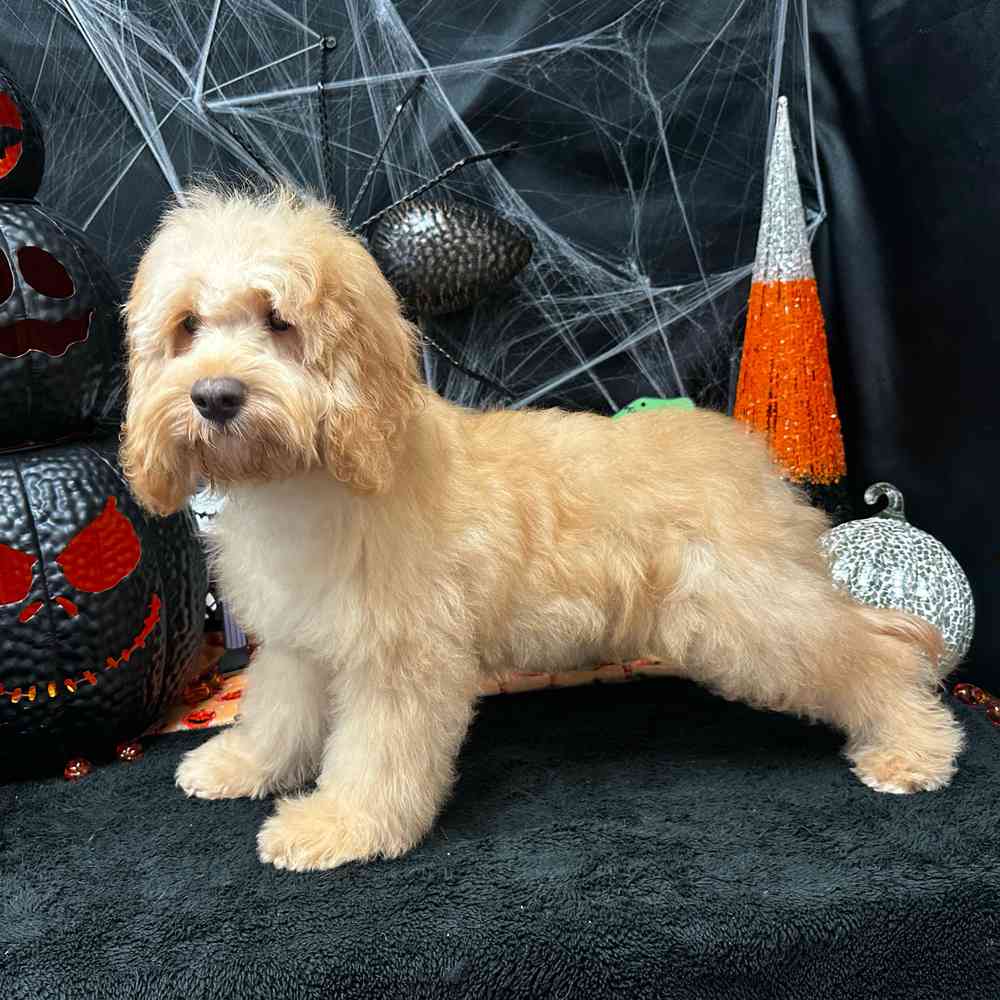 carousel pet images
