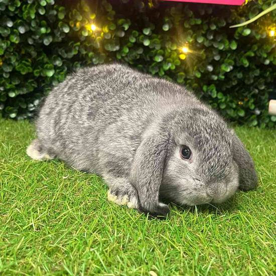 Holland Lop