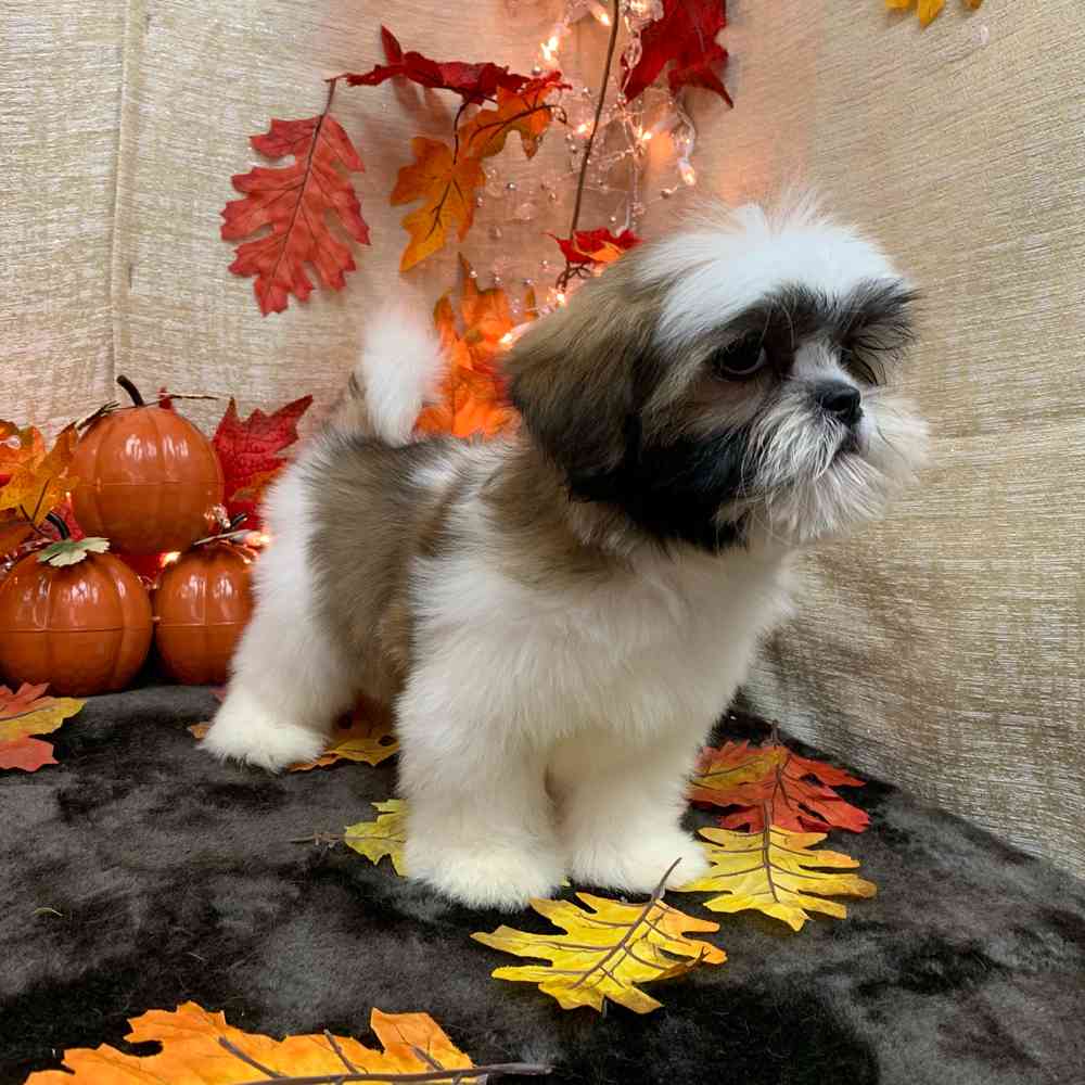 carousel pet images