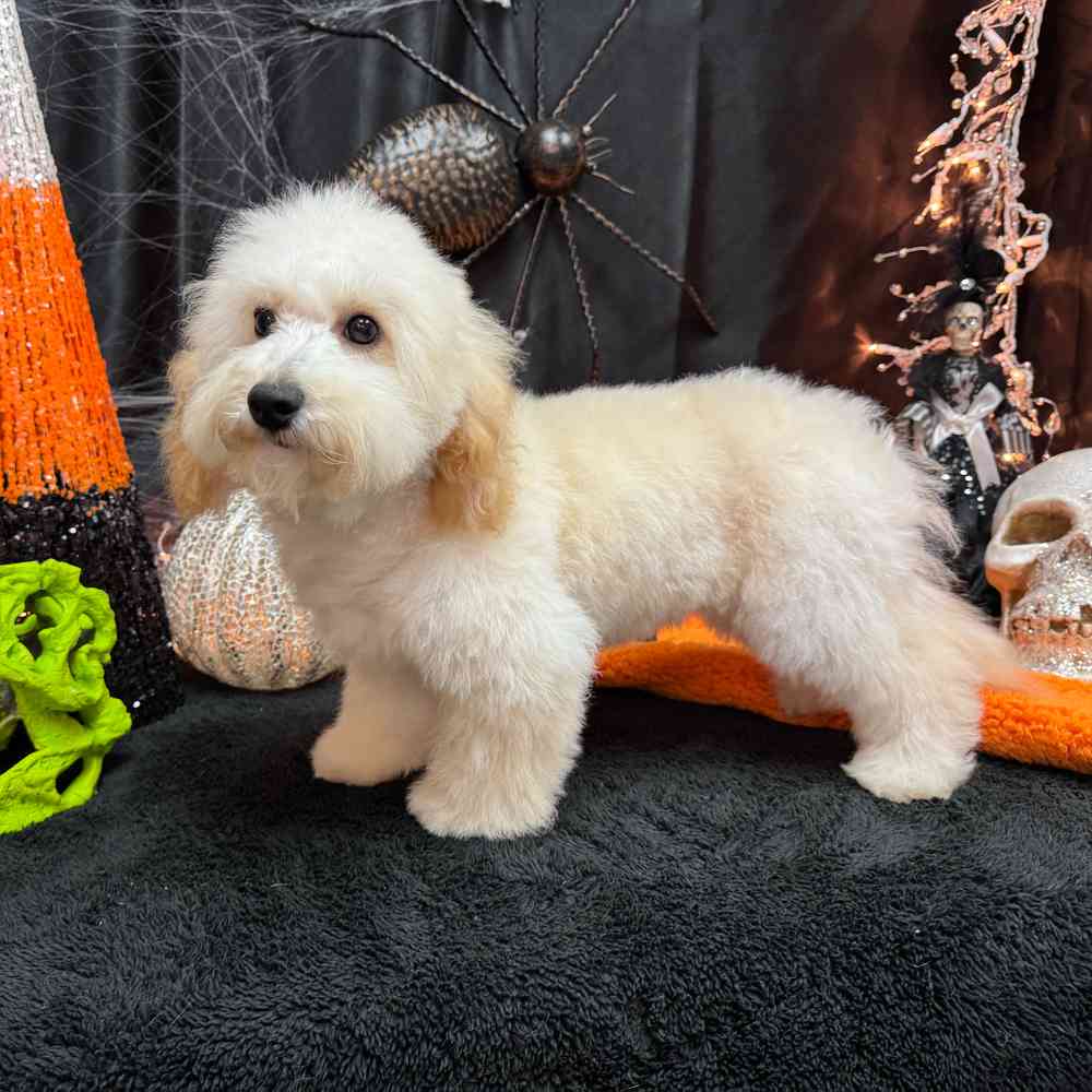 carousel pet images