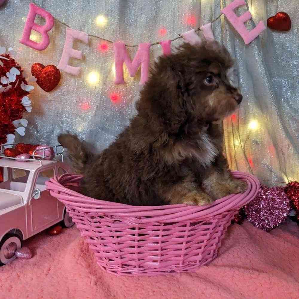 carousel pet images
