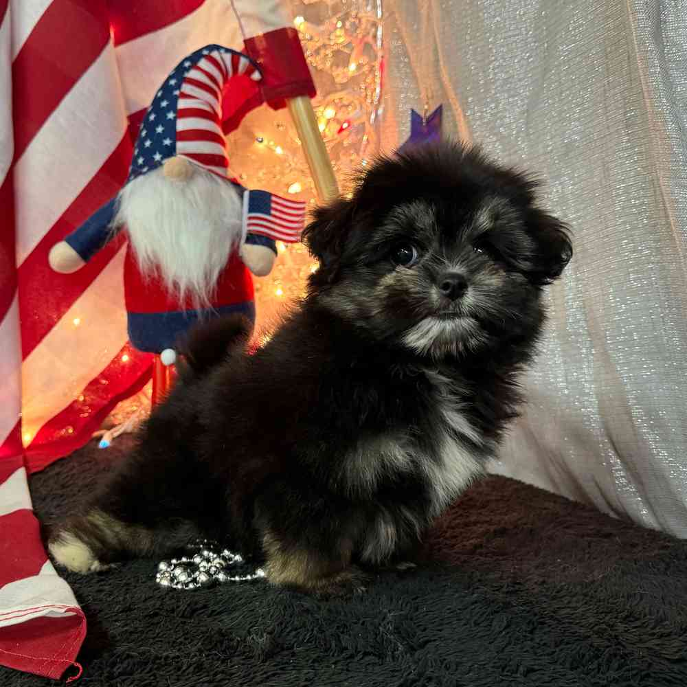 carousel pet images