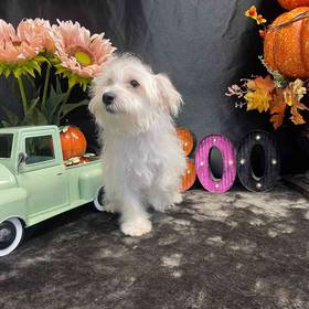 Westiepoo