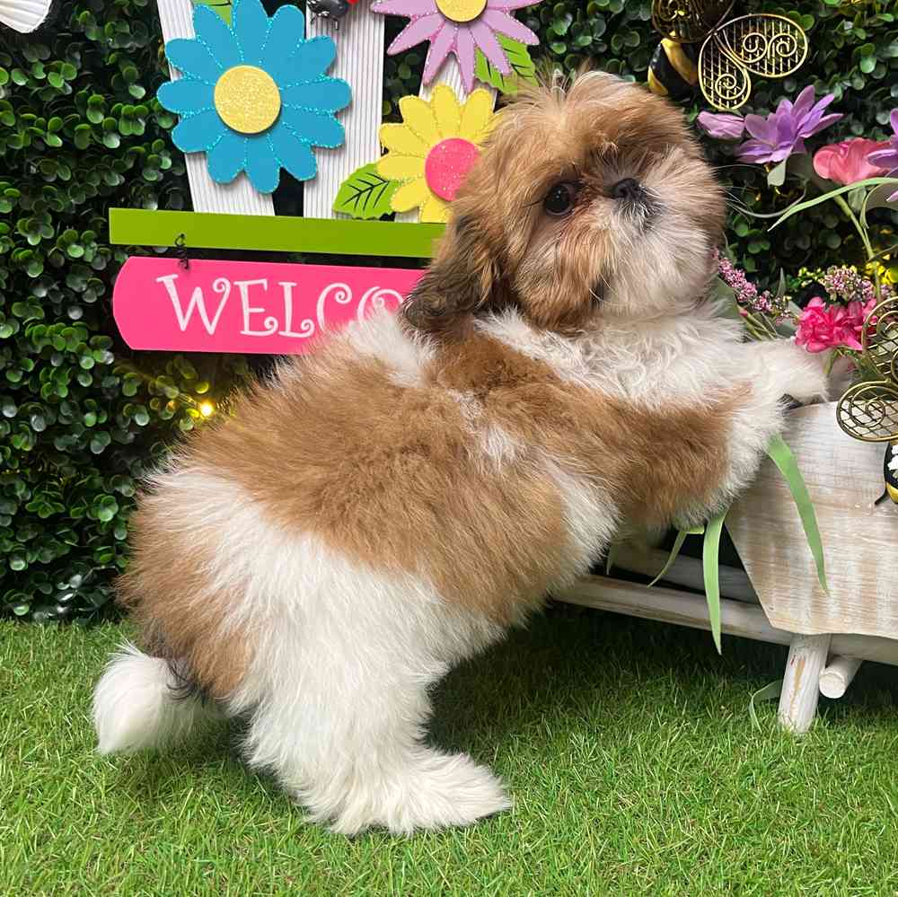 carousel pet images