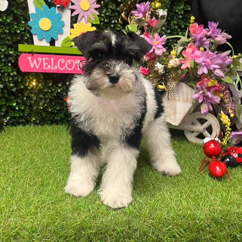 carousel pet images