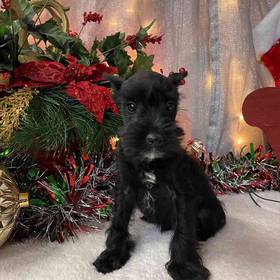 Mini Schnauzer