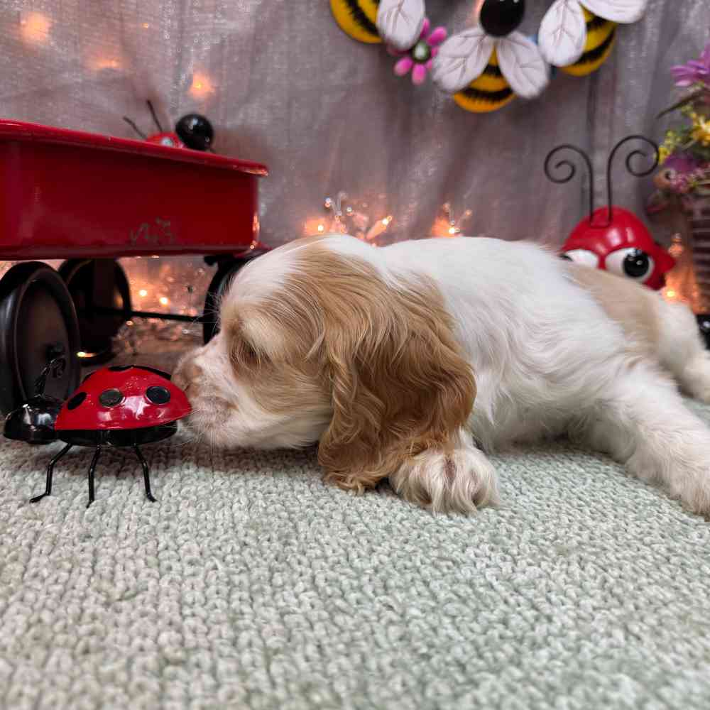 carousel pet images