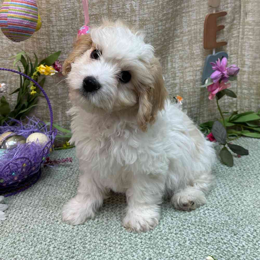 carousel pet images
