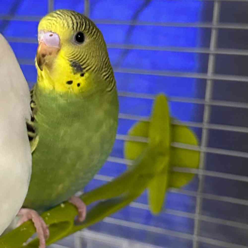 carousel pet images