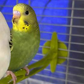 Parakeet