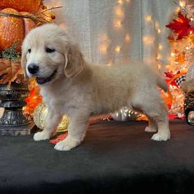 Golden Retriever