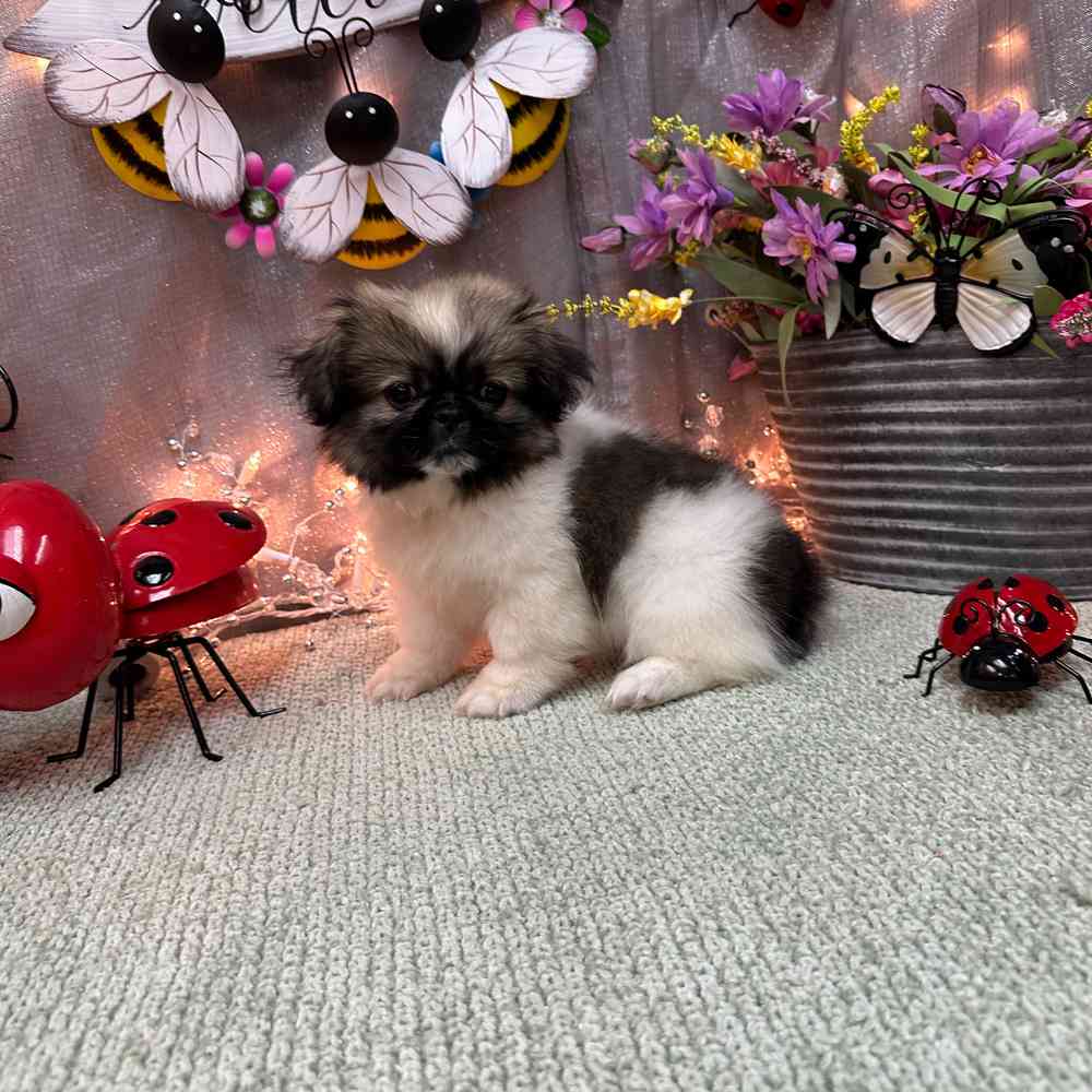 carousel pet images