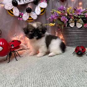 Pekingese