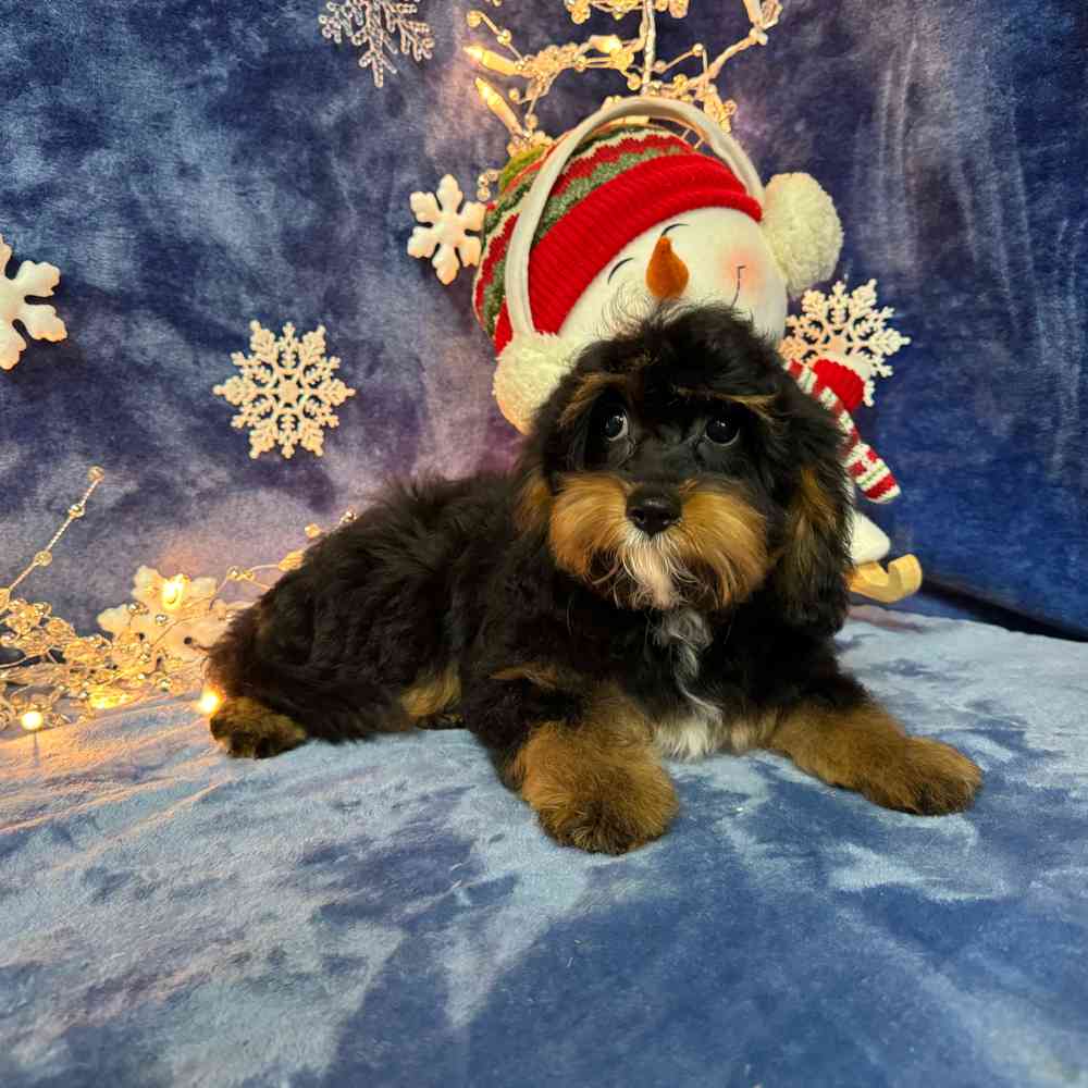 carousel pet images