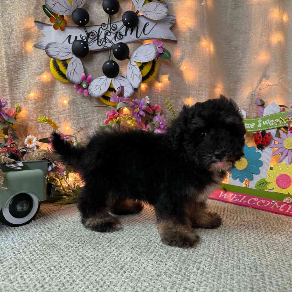 carousel pet images