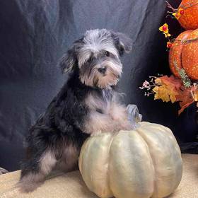 Morkie