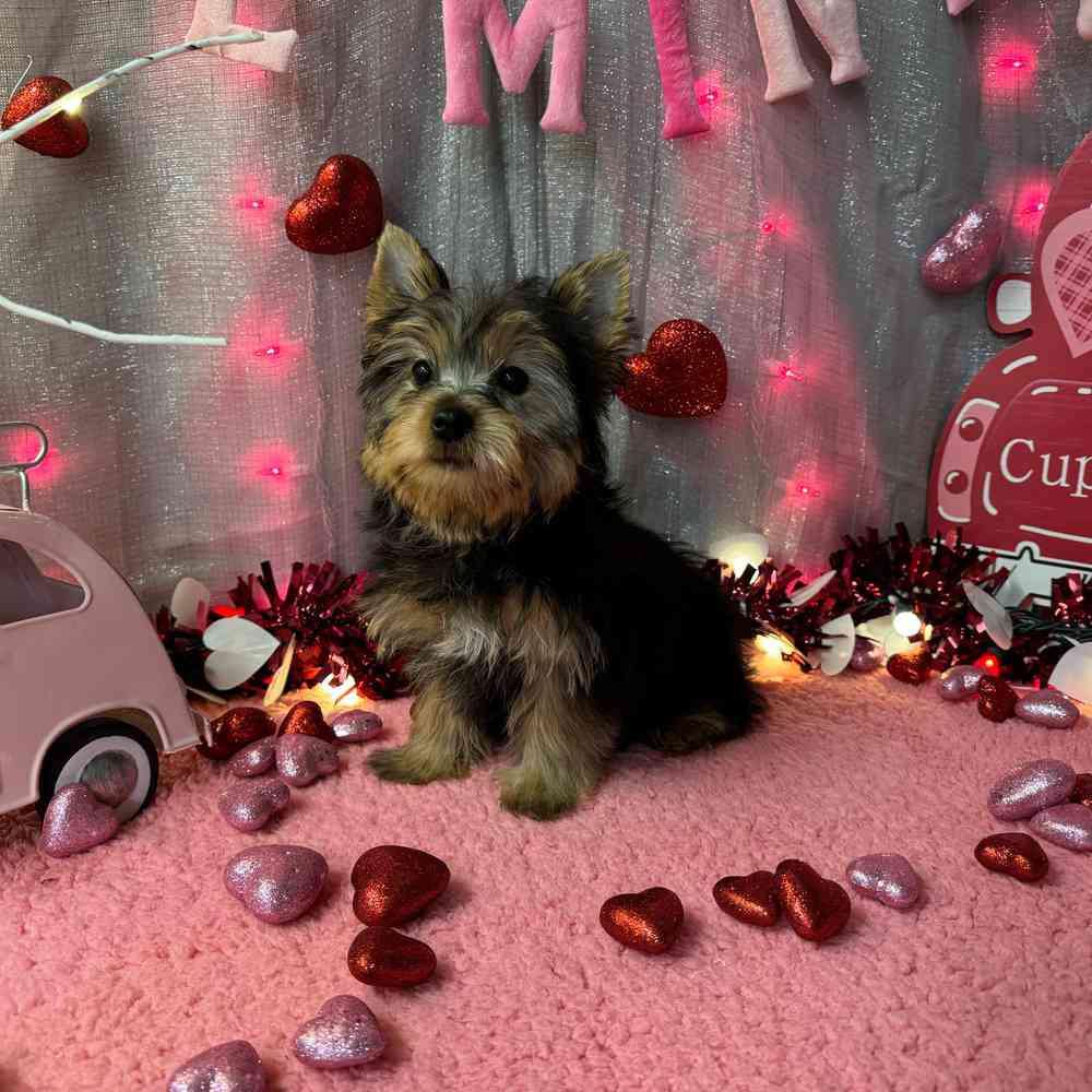 carousel pet images