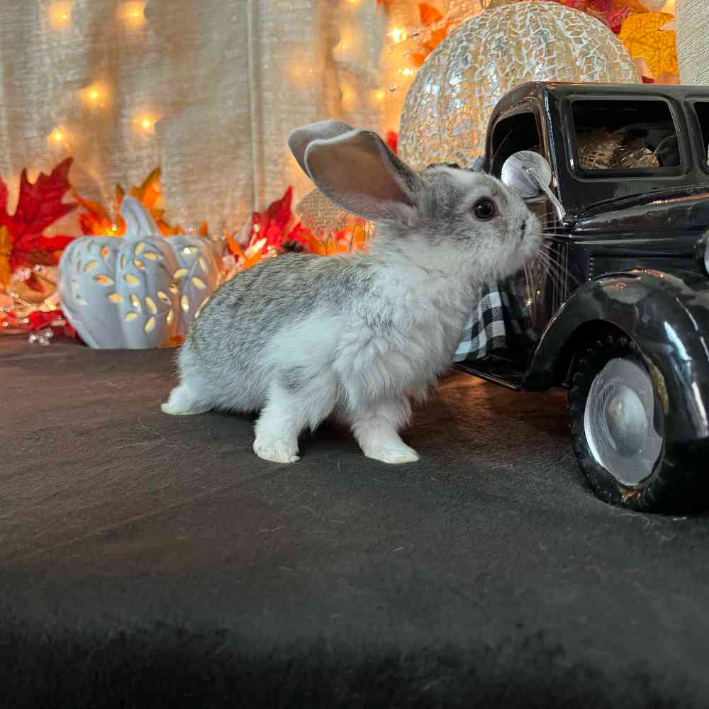 carousel pet images