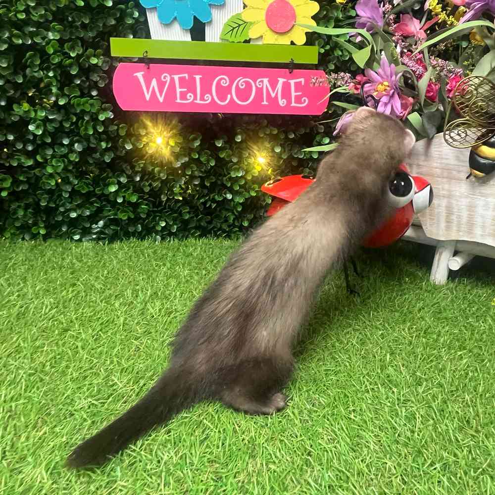 carousel pet images