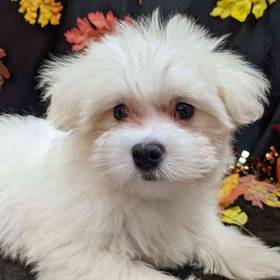 Maltese