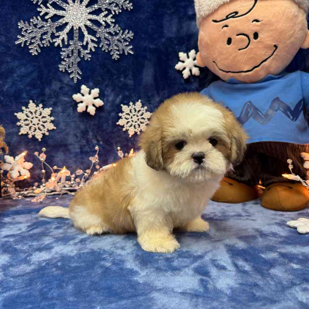 carousel pet images
