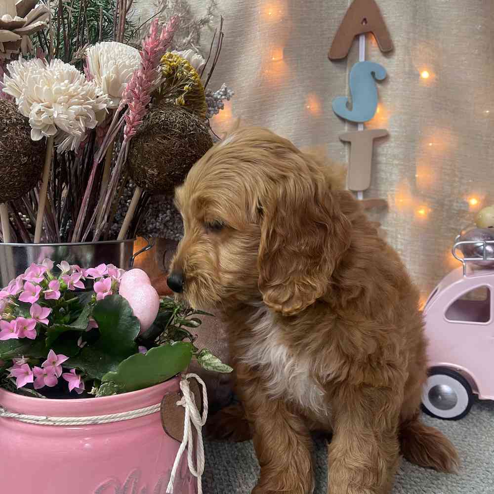 carousel pet images