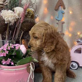 Miniature Goldendoodle
