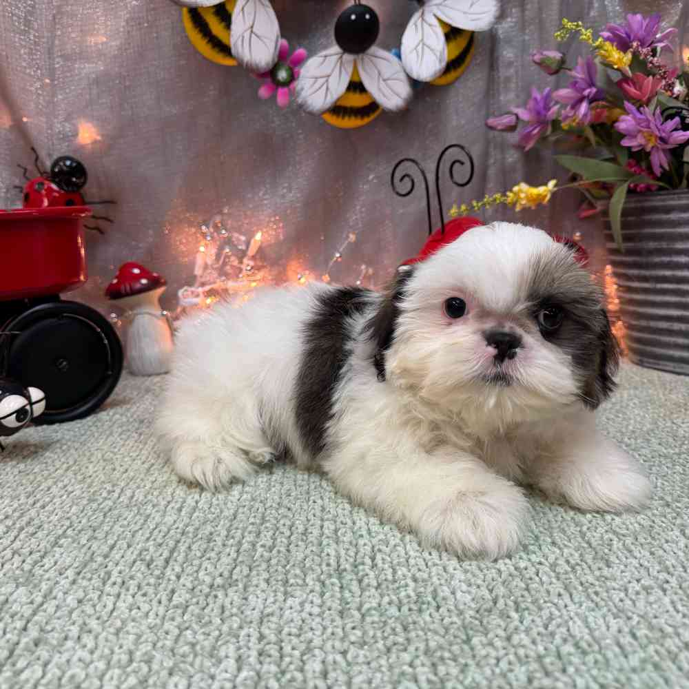 carousel pet images