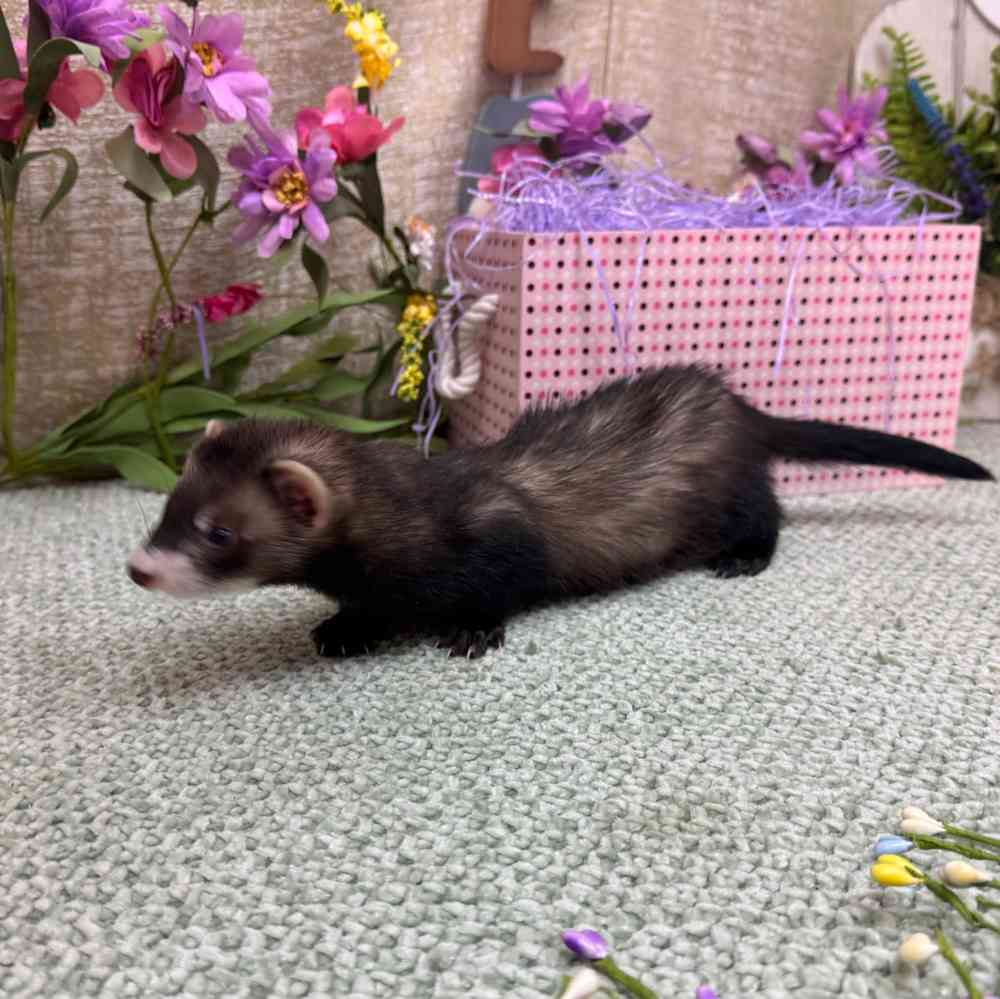 carousel pet images