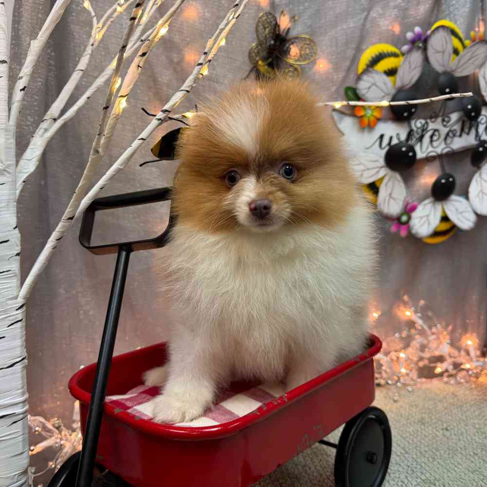 carousel pet images